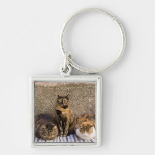 Italy, Cinque Terre, Vernazza. Three cats Keychain