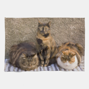 Italy, Cinque Terre, Vernazza. Three cats Kitchen Towel