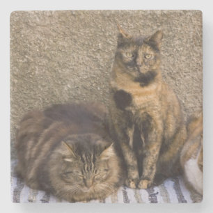 Italy, Cinque Terre, Vernazza. Three cats Stone Coaster
