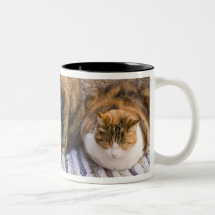 Italy, Cinque Terre, Vernazza. Three cats Two-Tone Coffee Mug