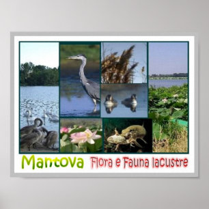 Italy - Lombardy - Mantova - Flora and Fauna - Poster