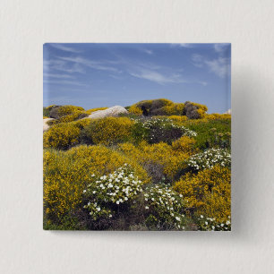 Italy, Sardinia, Santa Teresa Gallura. Capo 3 2 Inch Square Button