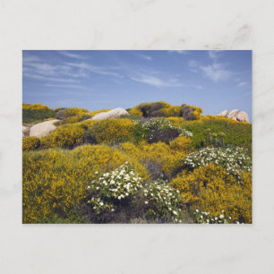 Italy, Sardinia, Santa Teresa Gallura. Capo 3 Holiday Postcard