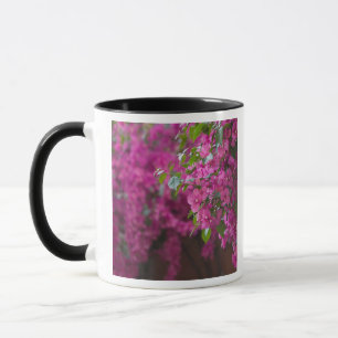 Italy, Sicily, Cefalu, Flowered Courtyard by Mug