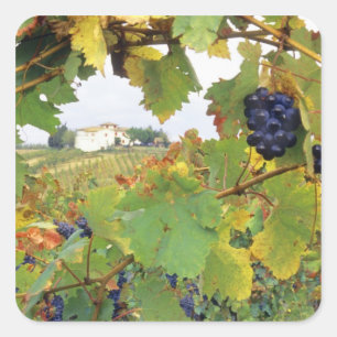 Italy, Tuscany Farmhouse viewed through Square Sticker