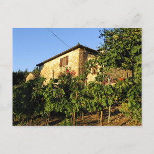 Italy, Tuscany, Greve. Late summer wine scenes Postcard