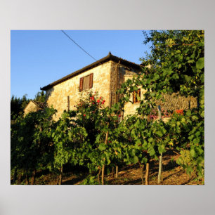 Italy, Tuscany, Greve. Late summer wine scenes Poster