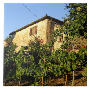 Italy, Tuscany, Greve. Late summer wine scenes Tile