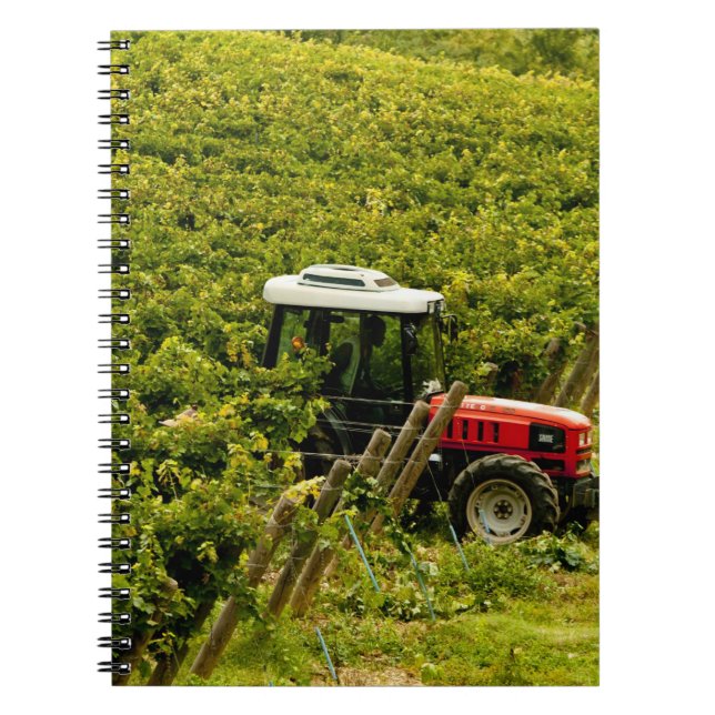 Italy, Tuscany, Greve. Pickers at work during Notebook (Front)