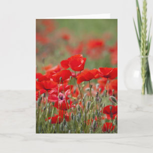 Italy, Tuscany, Mass of Summer Poppies in Card