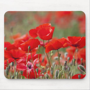 Italy, Tuscany, Mass of Summer Poppies in Mouse Pad