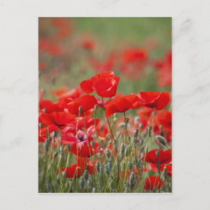 Italy, Tuscany, Mass of Summer Poppies in Postcard