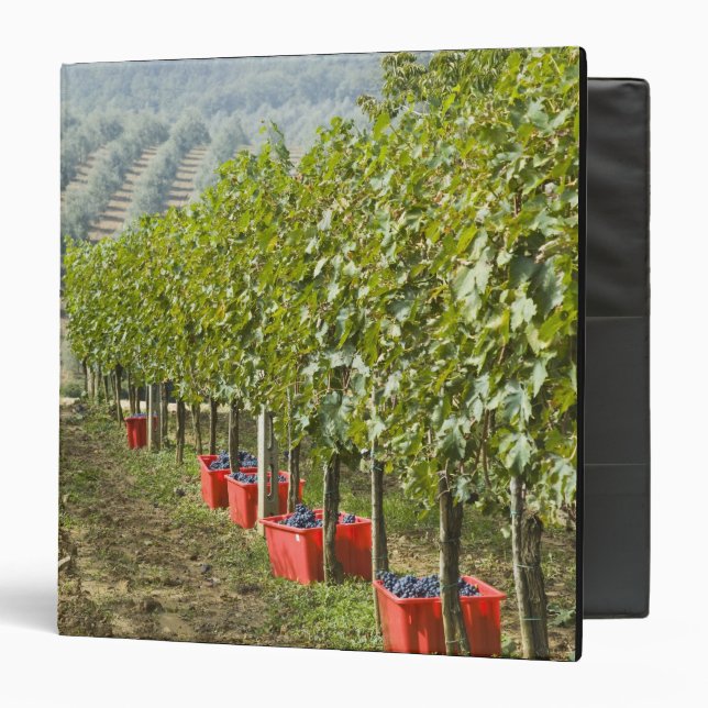 Italy, Tuscany, Montalcino. Bins of harvested Binder (Front/Inside)