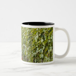 Italy, Tuscany, Montalcino. Bins of harvested Two-Tone Coffee Mug