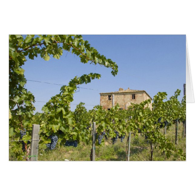 Italy, Tuscany, Montepulciano. Wine grapes ready (Front Horizontal)