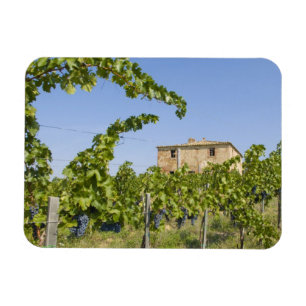 Italy, Tuscany, Montepulciano. Wine grapes ready Magnet