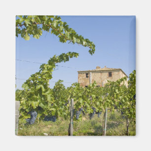 Italy, Tuscany, Montepulciano. Wine grapes ready Magnet
