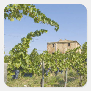 Italy, Tuscany, Montepulciano. Wine grapes ready Square Sticker