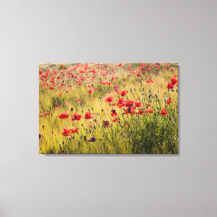 Italy, Tuscany, Poppies in Spring Wheat Field. Canvas Print