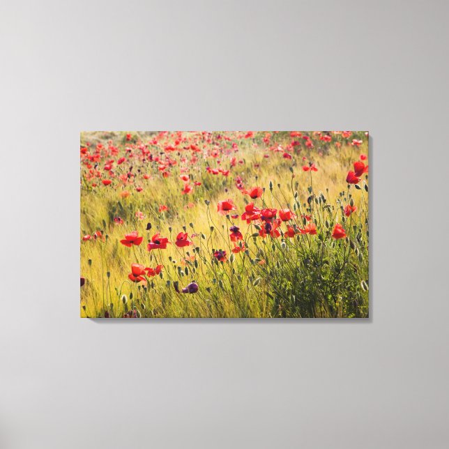 Italy, Tuscany, Poppies in Spring Wheat Field. Canvas Print (Front)