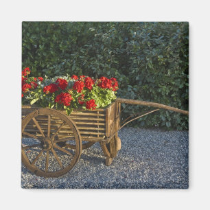 Italy, Tuscany. Red geraniums spill out of an Magnet