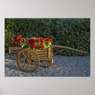 Italy, Tuscany. Red geraniums spill out of an Poster