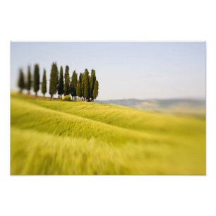 Italy Tuscany, Selective Focus Cypress Trees Photo Print