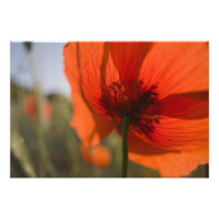 Italy, Tuscany, Summer Poppies in Tuscany Widw 2