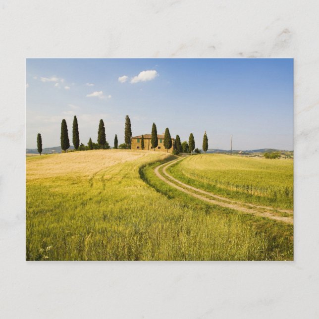 Italy, Tuscany, Tuscan Villa nearing Harvest. Postcard (Front)