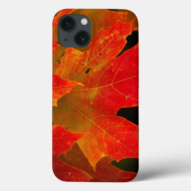 Itasca State Park, Fall Colours 2 Case-Mate iPhone Case (Back)