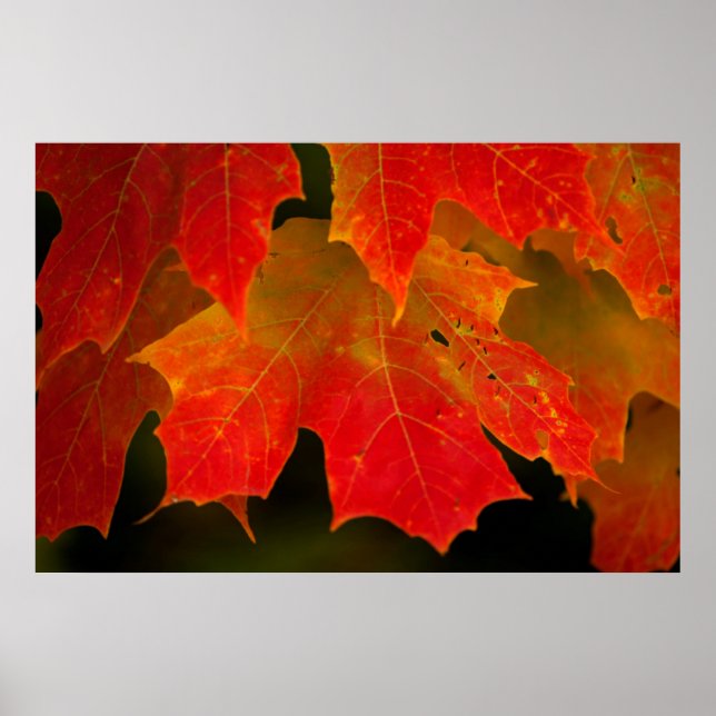 Itasca State Park, Fall Colours 2 Poster (Front)