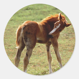 Itchy Foal Classic Round Sticker
