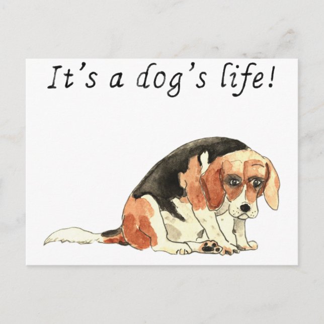 It's a dog's life Funny Cute Beagle Dog Art Slogan Postcard (Front)