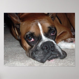 Its a Dog's Life Poster