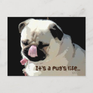 It's a Pug's life...Postcard Postcard