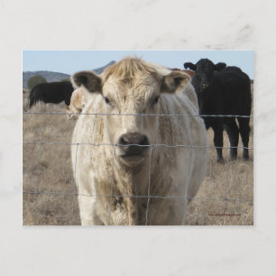 It's a Roundup! Black & White Cow Herd - Charolais Postcard