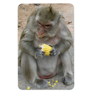 It's Mine!! ... Wild Thai Macaque Monkey Magnet