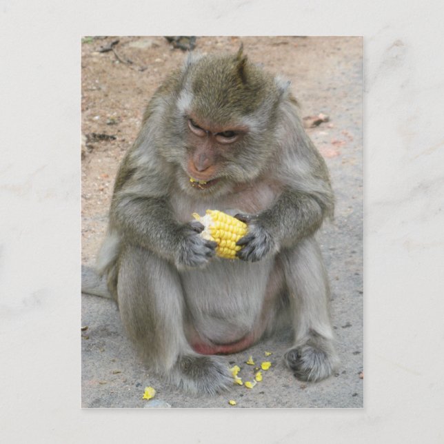 It's Mine!! ... Wild Thai Macaque Monkey Postcard (Front)