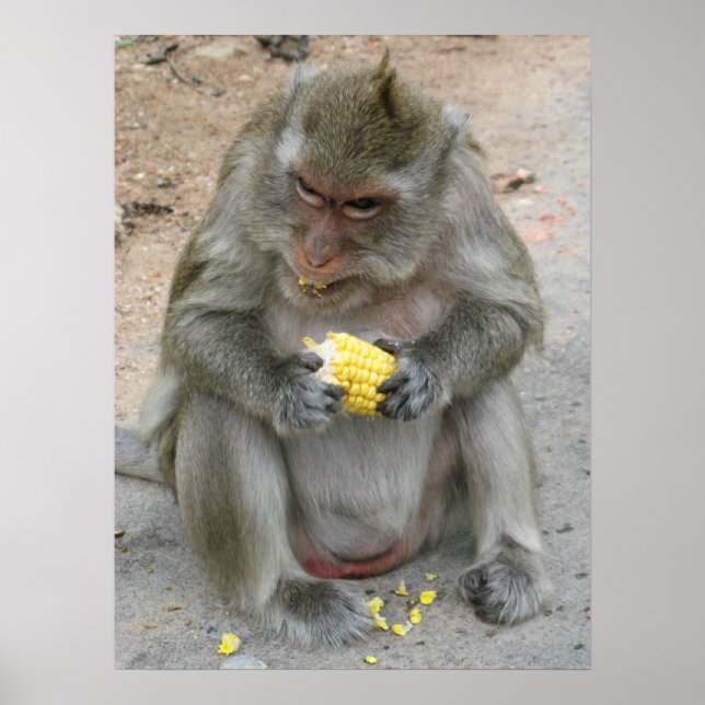 It's Mine!! ... Wild Thai Macaque Monkey Poster (Front)