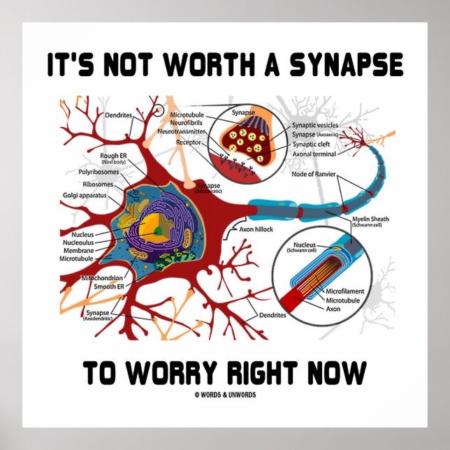 It's Not Worth A Synapse To Worry Right Now Neuron Poster (Front)