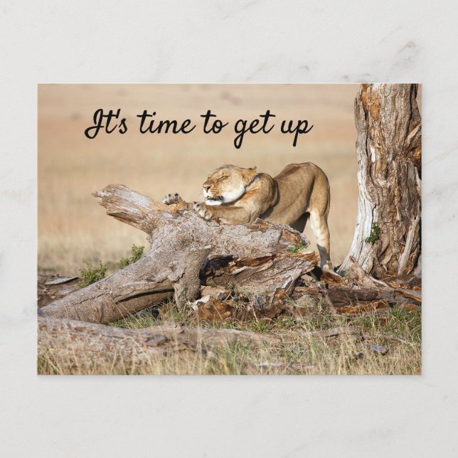 It's time to get up Lion photo with text Postcard (Front)