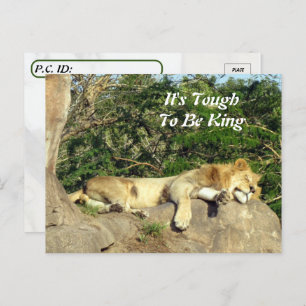 It's Tough To Be King - Pic of Lion Sleeping Postcard