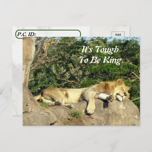It's Tough To Be King - Pic of Lion Sleeping Postcard (Front/Back)