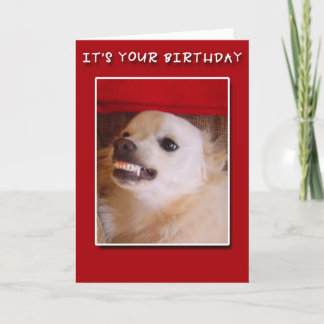 It's Your Birthday! Grinning Dog Birthday Card