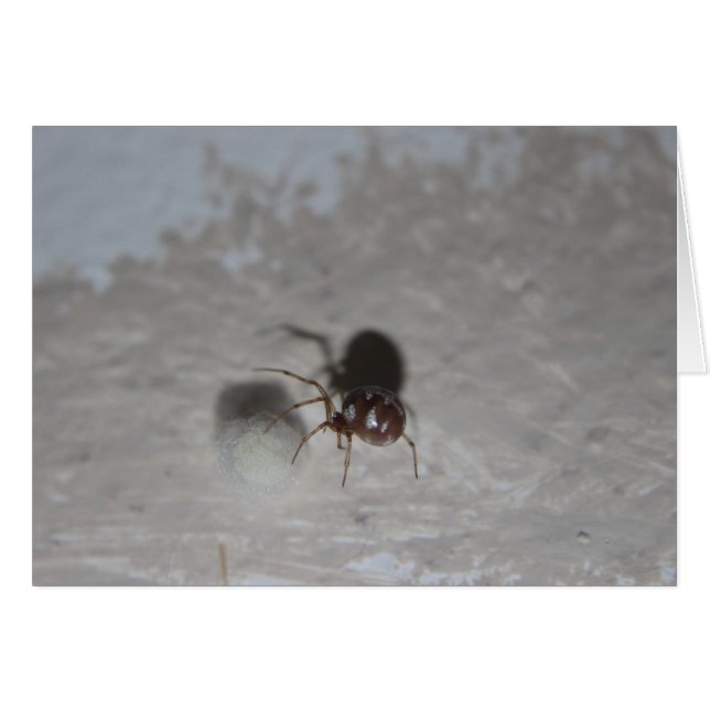 Itsy Bitsy Spider #2 (Front Horizontal)