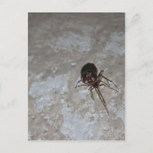 Itsy Bitsy Spider #3 Postcard