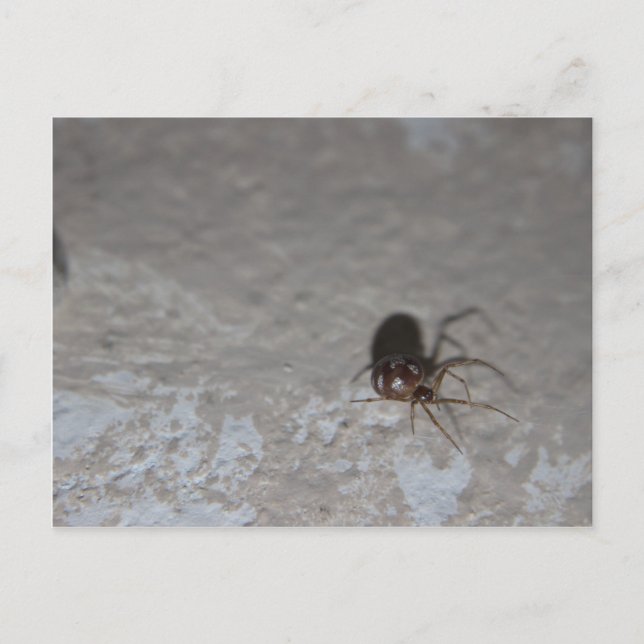 Itsy Bitsy Spider Postcard (Front)