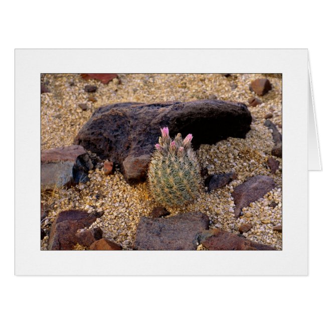 "Itty Bitty Barrel Cactus" (Devant horizontal)