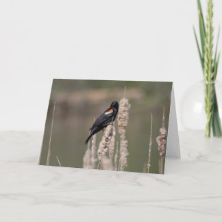 IV. Just a blackbird is also one Card