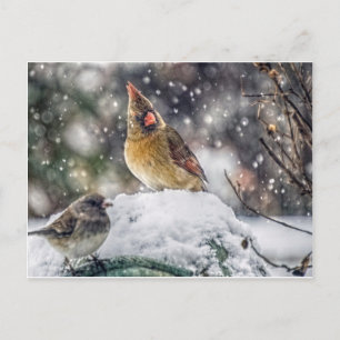 I've Got my Eye on You Postcard